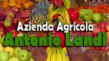 Azienda agricola Antonio Landi