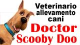 Doctor Scooby Doo - Allevamento cani Salerno